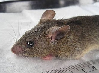 Natal Mastomys (Mastomys natalensis)