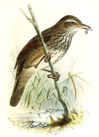 Barratt's Warbler (Bradypterus barratti)