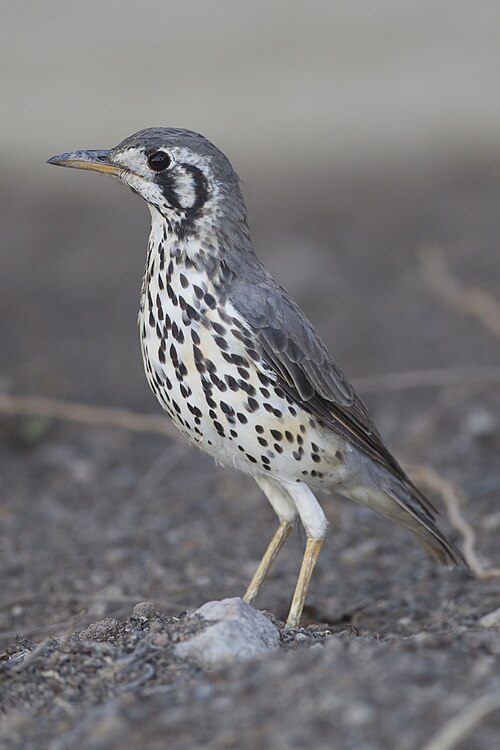 Groundscraper Thrush (Psophocichla litsitsirupa)