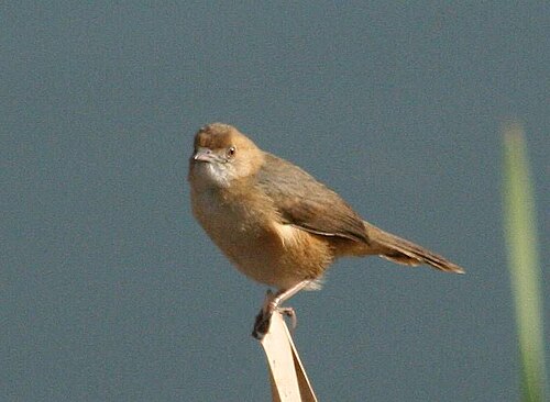 Red-faced Cisticola (Cisticola erythrops)