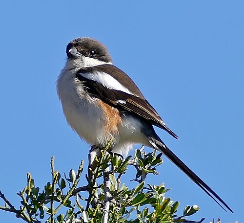 Southern Fiscal (Lanius collaris)