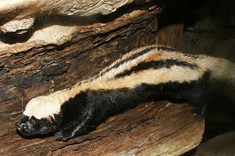 African Striped Weasel (Poecilogale albinucha)