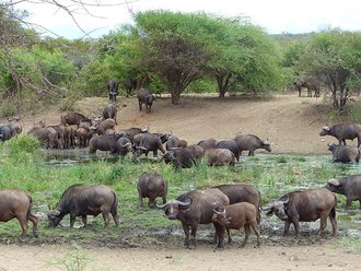 York Private Nature Reserve, Limpopo
