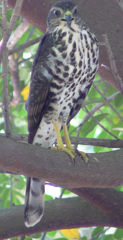 Little Sparrowhawk (Accipiter minullus)