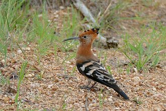 African Hoopoe (Upupa africana)