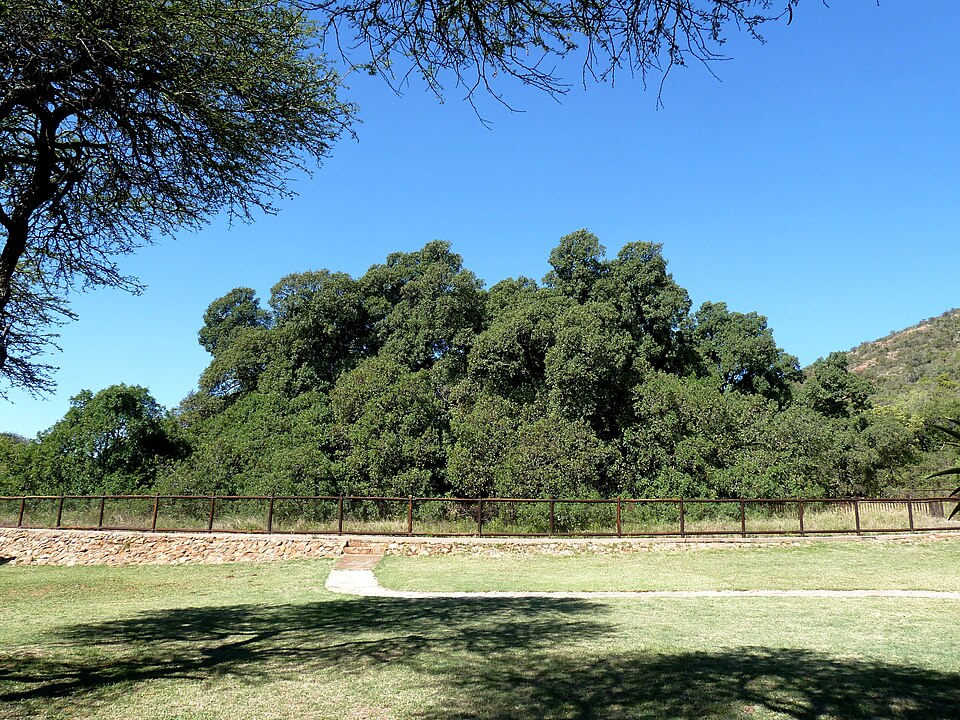 Wonderboom Nature Reserve, Gauteng