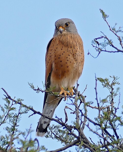 Rock Kestrel (Falco rupicolus)