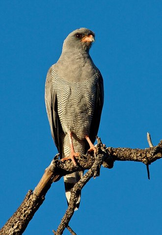 Dark Chanting Goshawk (Melierax metabates)