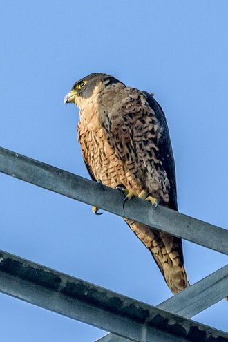 Peregrine Falcon (Falco peregrinus)
