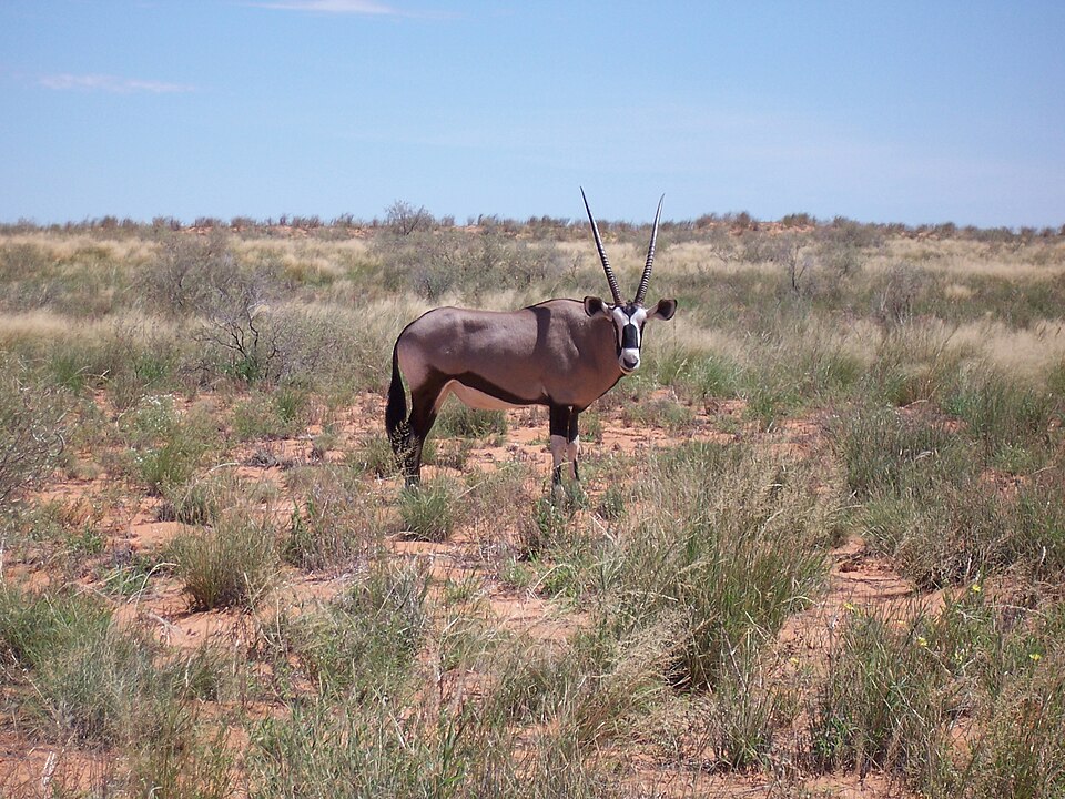 Kgalagadi Transfrontier Park, Northern Cape