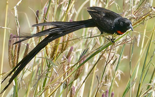 Red-collared Widowbird (Euplectes ardens)