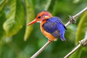 African Pygmy Kingfisher (Ispidina picta)