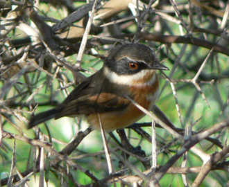 Cape Batis (Batis capensis)
