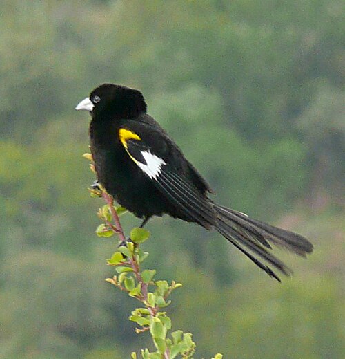 White-winged Widowbird (Euplectes albonotatus)