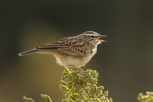 Fawn-colored Lark (Calendulauda africanoides)