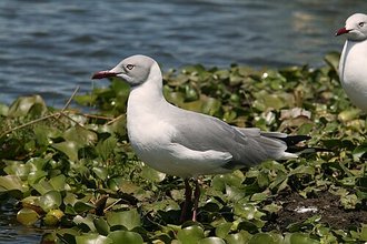 Grey-headed Gull (Chroicocephalus cirrocephalus)