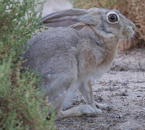 Cape Hare (Lepus capensis)