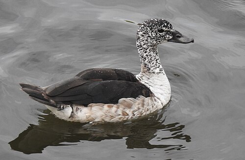 Knob-billed Duck (Sarkidiornis melanotos)