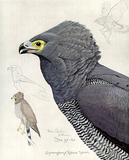 African Harrier-Hawk (Polyboroides typus)