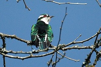 Dideric Cuckoo (Chrysococcyx caprius)