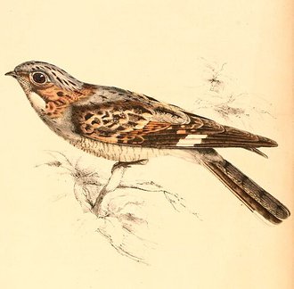 Rufous-cheeked Nightjar (Caprimulgus rufigena)