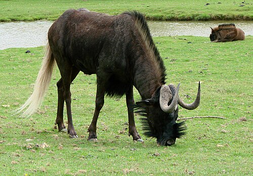 Black Wildebeest (Connochaetes gnou)