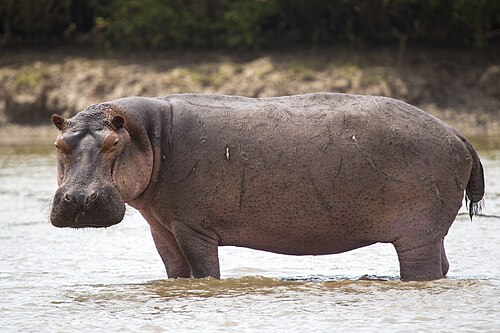 Common Hippopotamus (Hippopotamus amphibius)