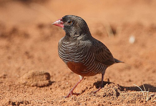 Black-faced Quail-Finch (Ortygospiza atricollis)