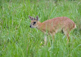 Sharpe's Grysbok (Raphicerus sharpei)