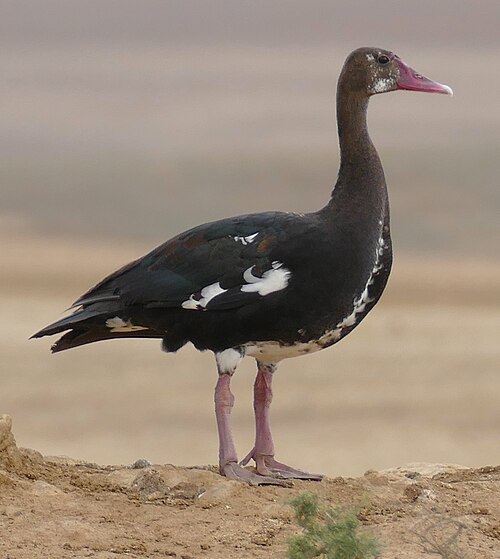 Spur-winged Goose (Plectropterus gambensis)