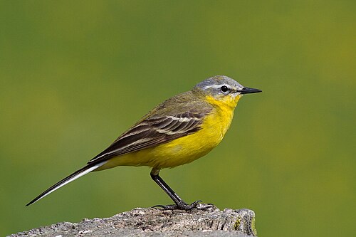 Western Yellow Wagtail (Motacilla flava)