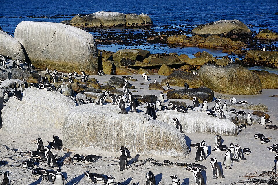 Boulders Penguin Colony, Western Cape