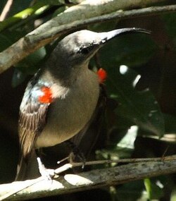 Mouse-colored Sunbird (Cyanomitra veroxii)
