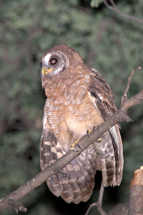 African Wood Owl (Strix woodfordii)