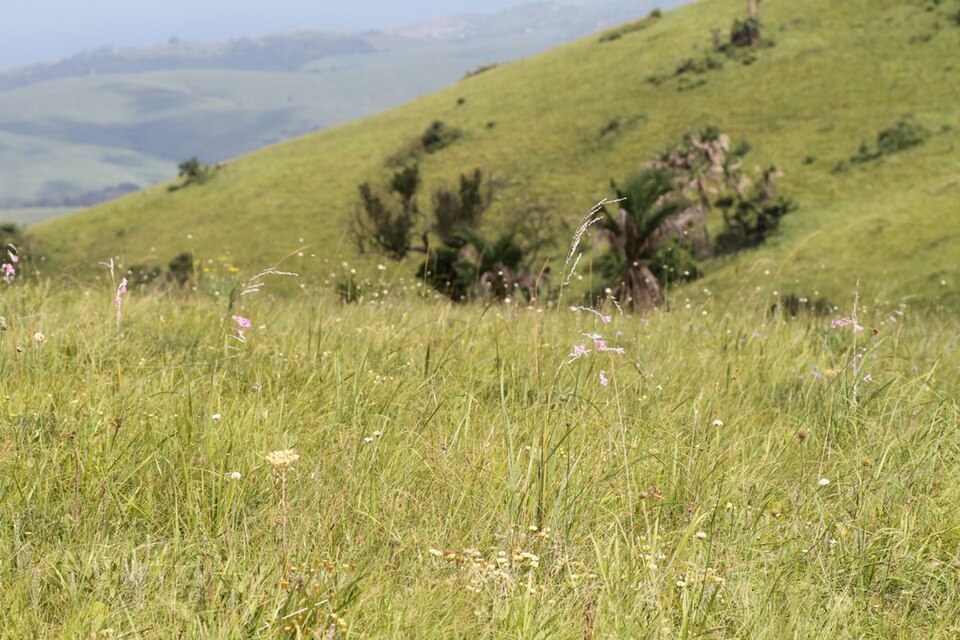 Vernon Crookes Nature Reserve, KwaZulu-Natal