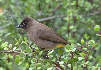Cape Bulbul (Pycnonotus capensis)