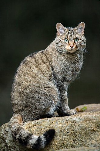 Wildcat (Felis silvestris)