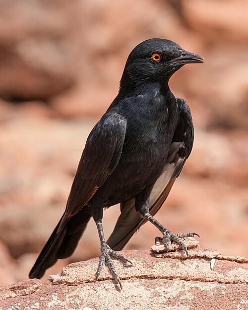 Pale-winged Starling (Onychognathus nabouroup)