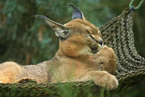 Caracal (Caracal caracal)