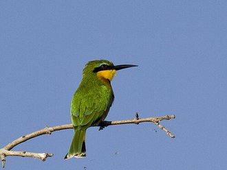 Little Bee-eater (Merops pusillus)