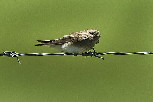 Brown-throated Martin (Riparia paludicola)