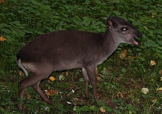 Blue Duiker (Philantomba monticola)
