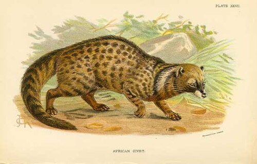 African Civet (Civettictis civetta)