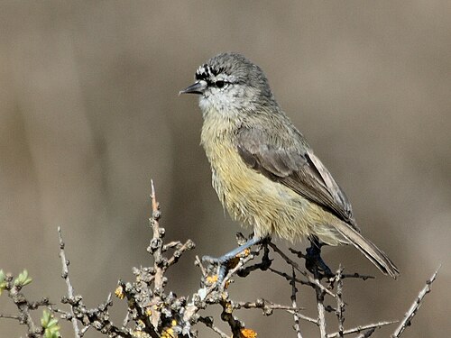Cape Penduline Tit (Anthoscopus minutus)