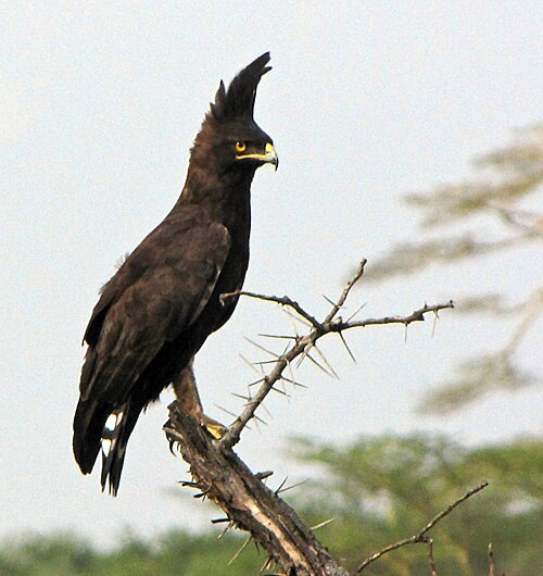Long-crested Eagle (Lophaetus occipitalis)