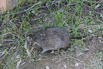 Southern African Vlei Rat (Otomys irroratus)