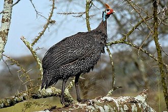 Helmeted Guineafowl (Numida meleagris)