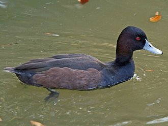 Southern Pochard (Netta erythrophthalma)
