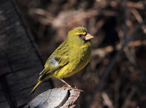 Forest Canary (Crithagra scotops)