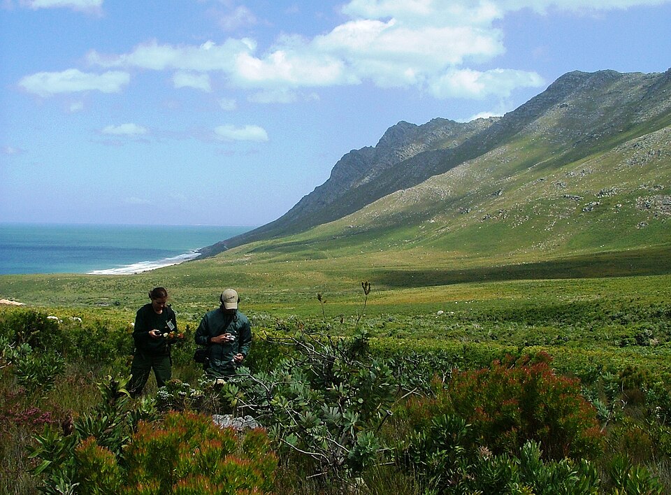 Kogelberg Nature Reserve, Western Cape